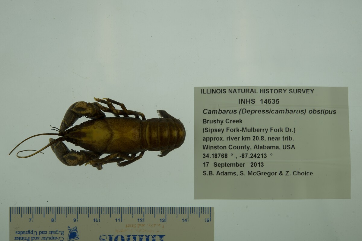 Cambarus obstipus image